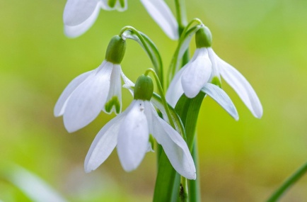 Schneeglöckcen im Frühling