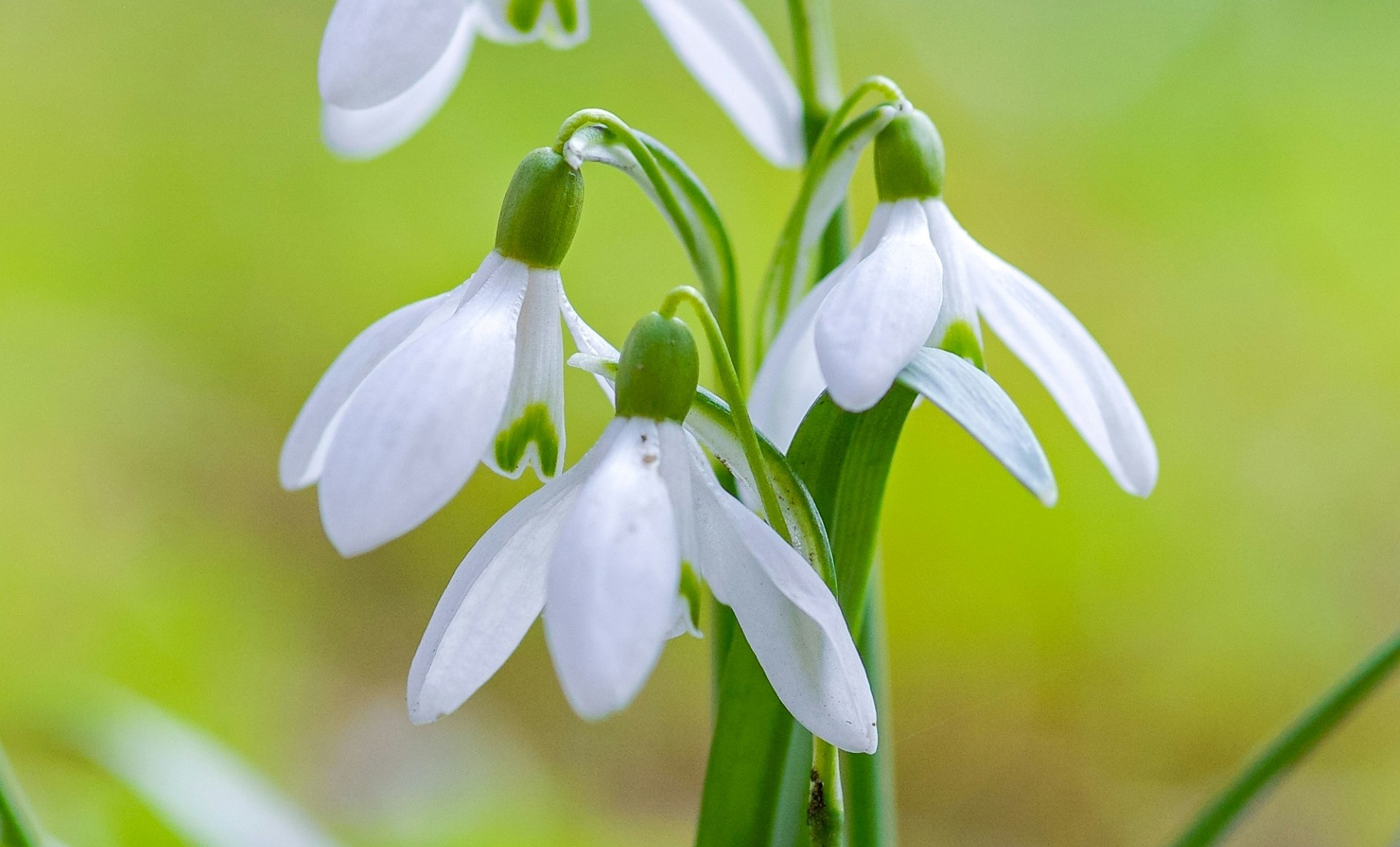 Schneeglöckcen im Frühling