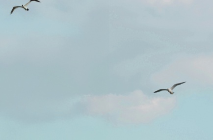 Vögel am Himmel